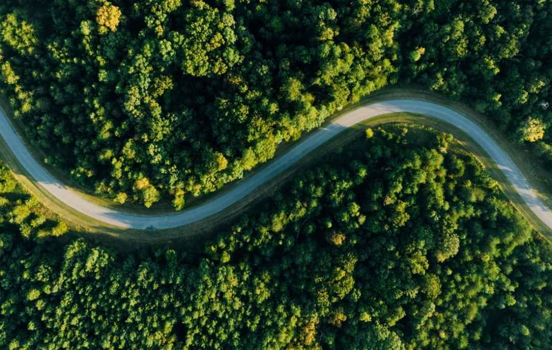 A road weaving through a green forest