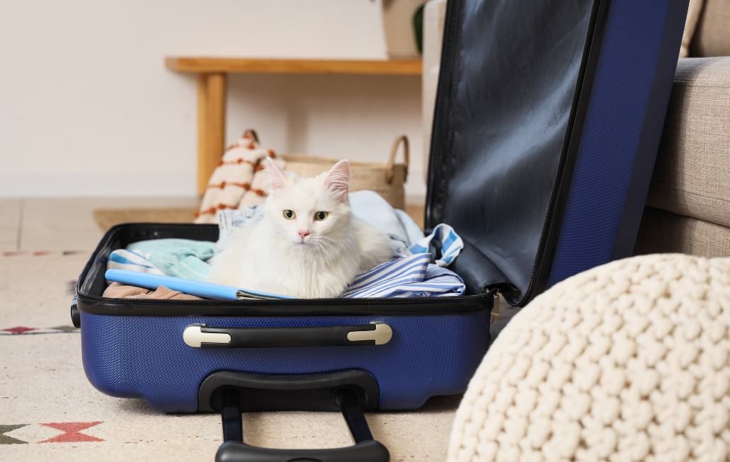Cat in a suitcase
