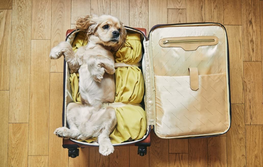 Dog in a suitcase