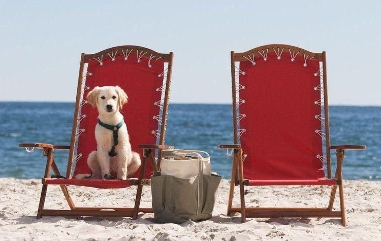 Medium sized dog on a beach chair