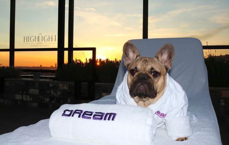 Small dog in a robe on a hotel bed