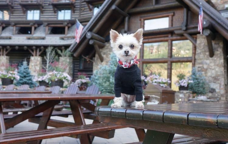 Small dog in a sweater outside