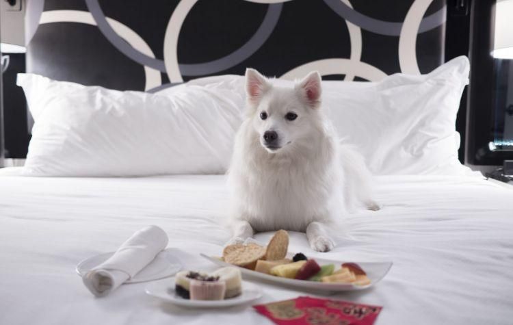small dog next to a room service meal in a hotel